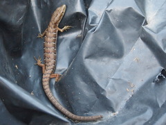 Elgaria multicarinata multicarinata