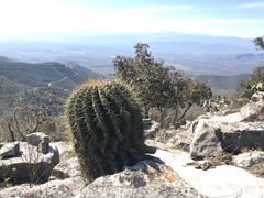 Ferocactus echidne victoriensis