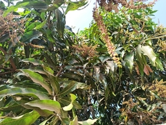 Mangifera indica
