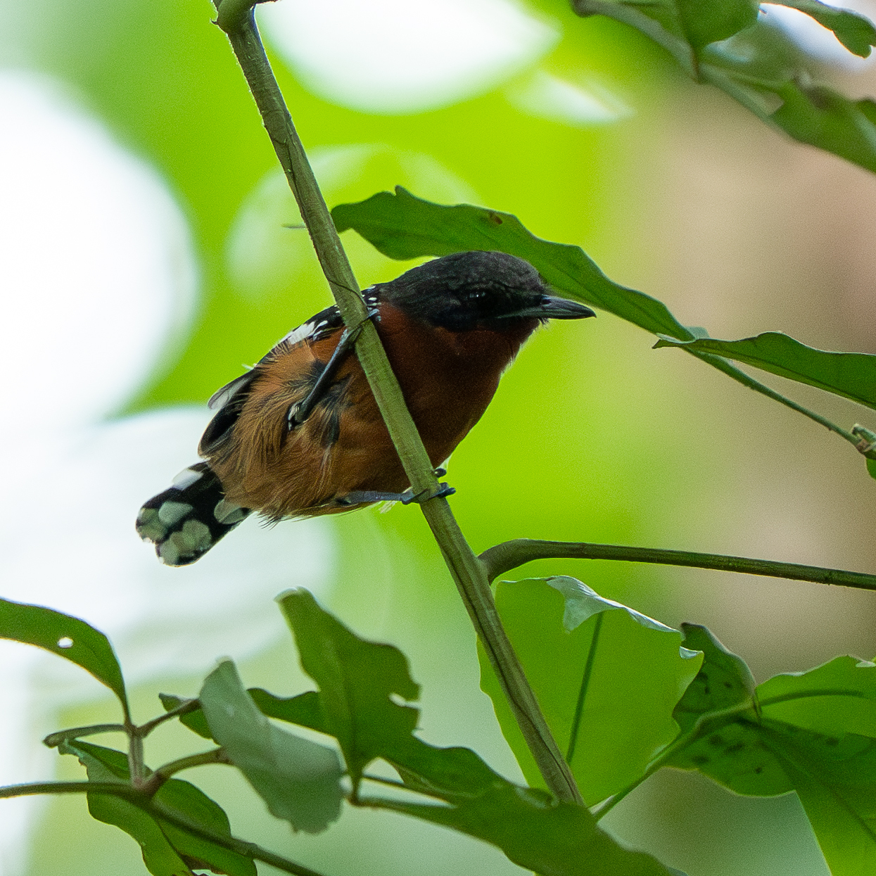 Dot-winged Antwren (Microrhopias quixensis), photo 2