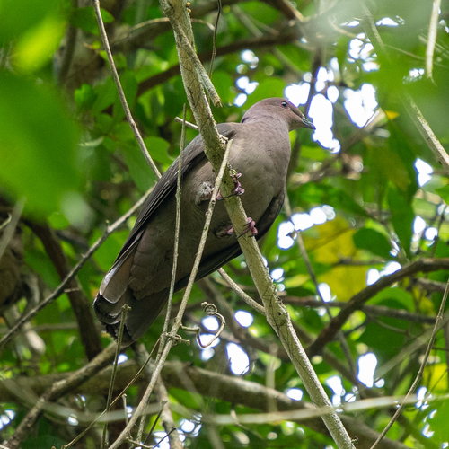 Short-billed Pigeon (Patagioenas nigrirostris)