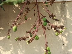 Mangifera indica