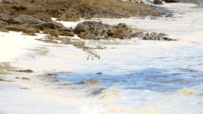 iNaturalist: (c) Valentin Nemia, some rights reserved (CC BY-NC), uploaded by Valentin Nemia iNaturalist image