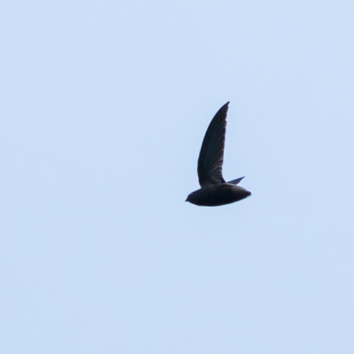Short-tailed Swift (Chaetura brachyura)