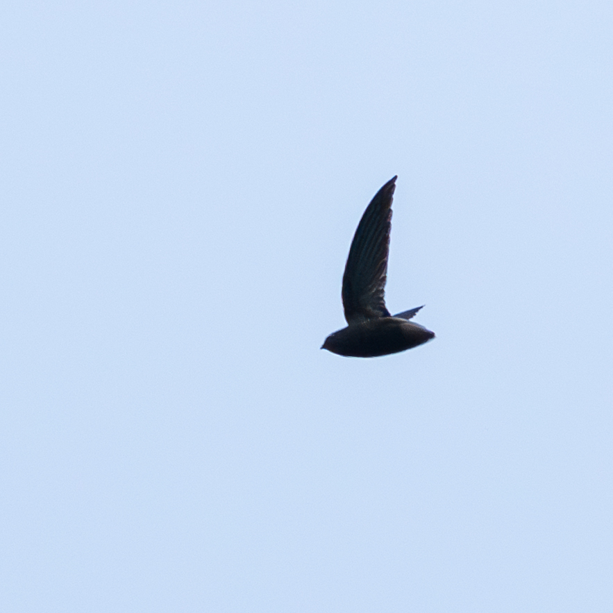 Short-tailed Swift (Chaetura brachyura), photo 1