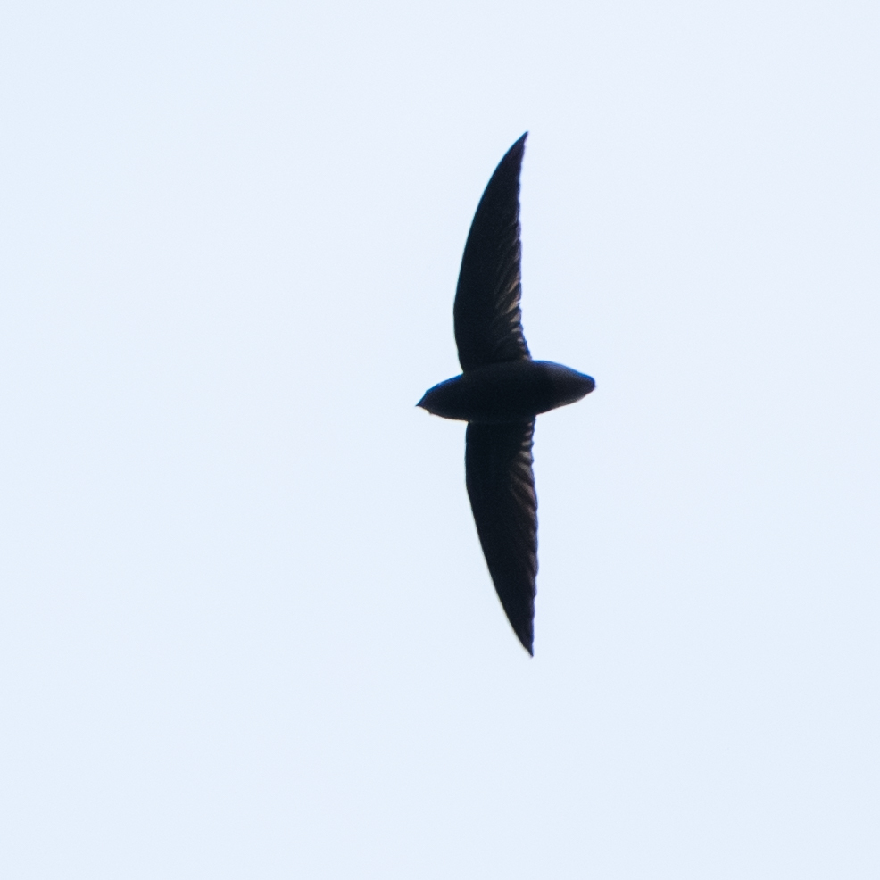 Short-tailed Swift (Chaetura brachyura), photo 2