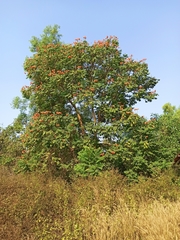 Angiospermae