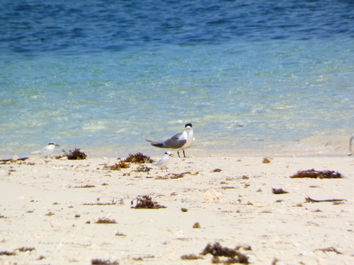 iNaturalist: (c) Valentin Nemia, some rights reserved (CC BY-NC), uploaded by Valentin Nemia iNaturalist image