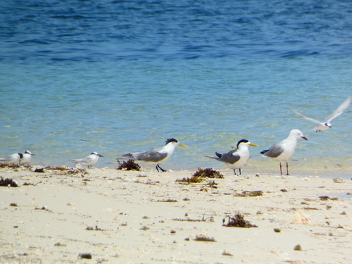 iNaturalist: (c) Valentin Nemia, some rights reserved (CC BY-NC), uploaded by Valentin Nemia iNaturalist image