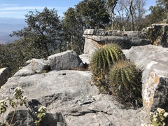 Ferocactus echidne victoriensis
