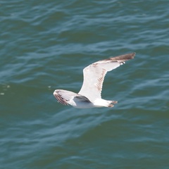 Larus michahellis