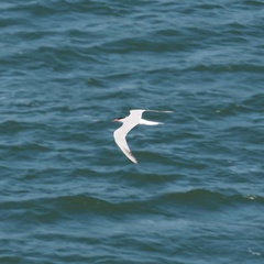 Sterna hirundo