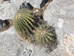 Ferocactus echidne victoriensis