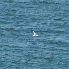 Sterna hirundo