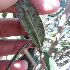 Comarostaphylis discolor