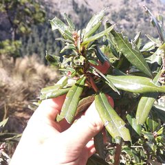 Comarostaphylis discolor