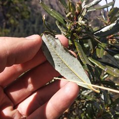 Comarostaphylis discolor