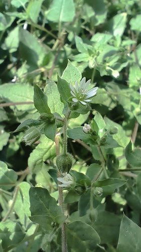 Water Chickweed