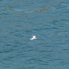 Sterna hirundo