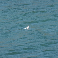 Sterna hirundo
