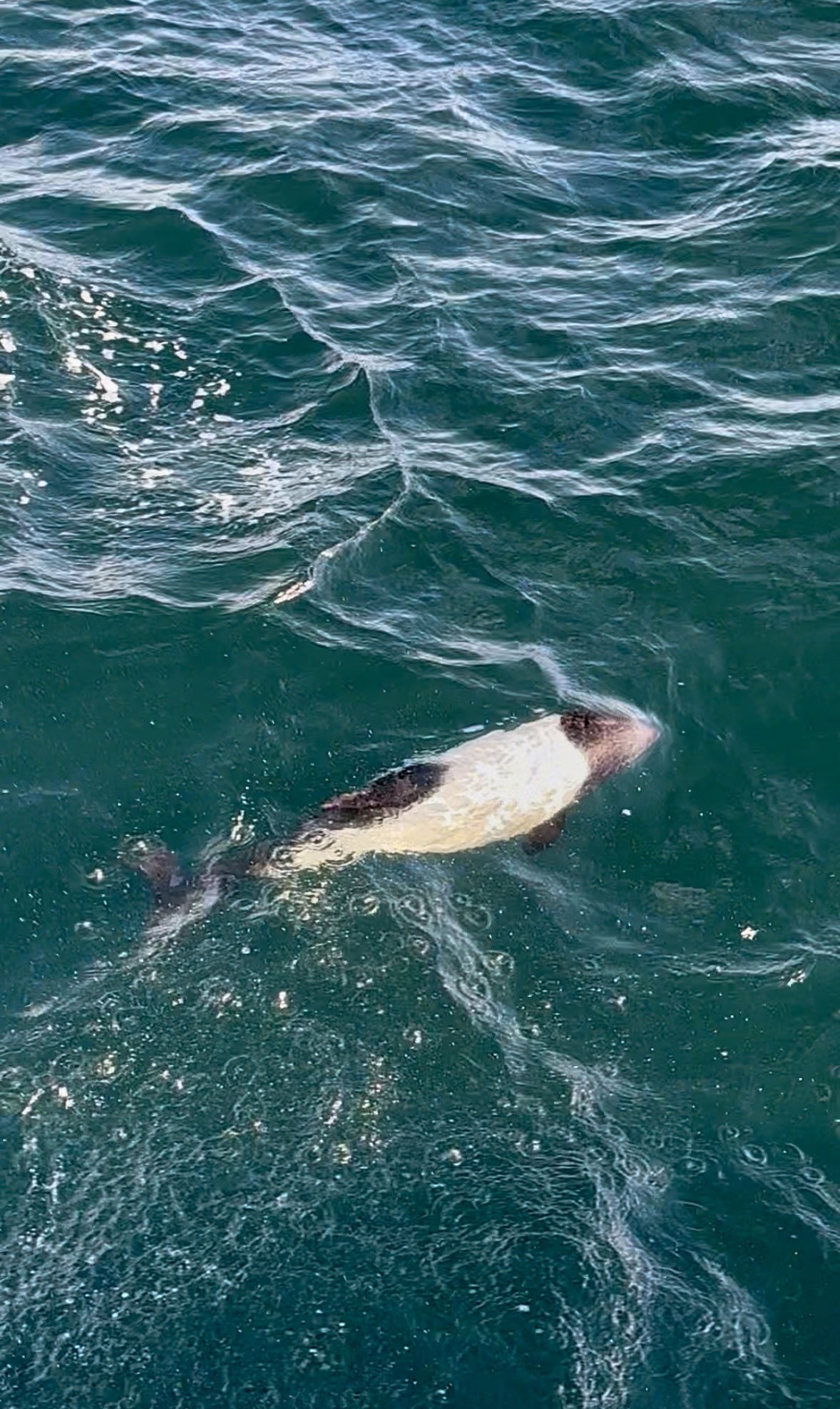 Cephalorhynchus commersonii