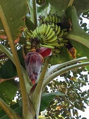 Musa × paradisiaca