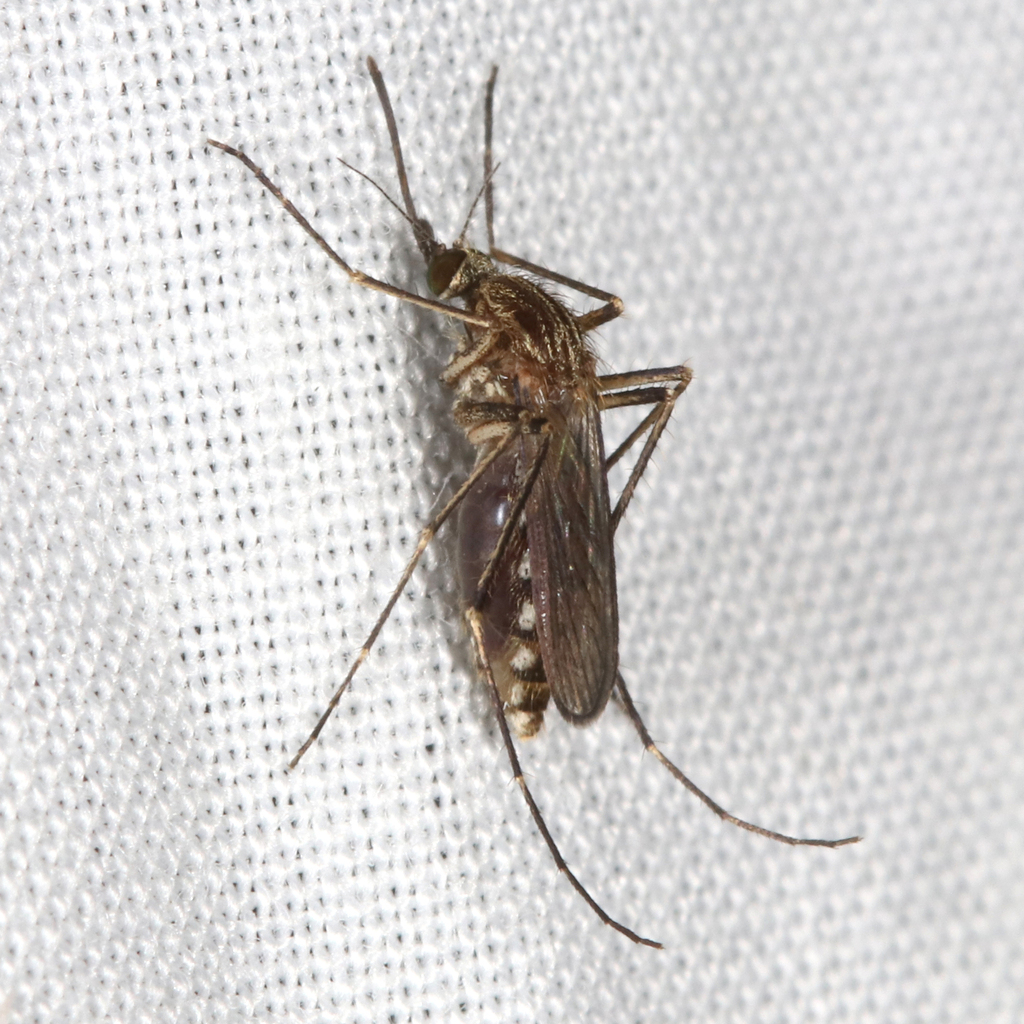 Coquillettidia linealis from Ballarat VIC, Australia on January 23 ...