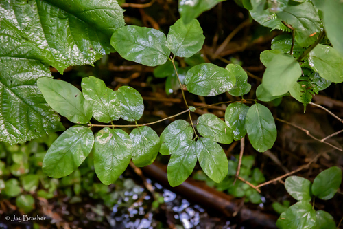 Utah Honeysuckle (Lonicera utahensis)