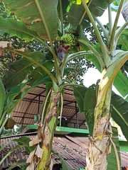 Musa × paradisiaca