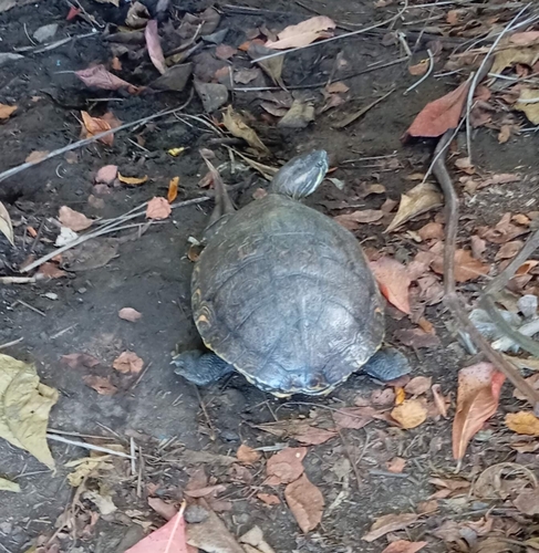 Nicaraguan Slider (Trachemys grayi)