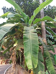 Musa × paradisiaca