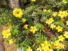 Allamanda cathartica