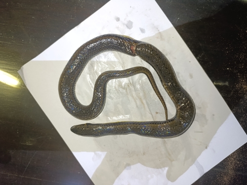 South American Pond Snake