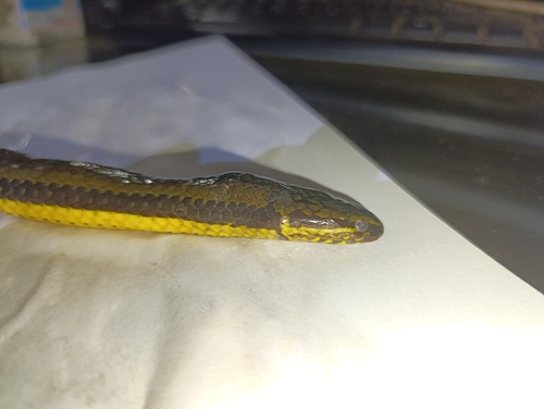 South American Pond Snake