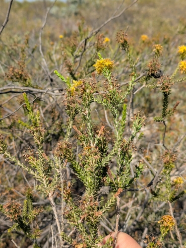 Summer Starflower (Calytrix flavescens)