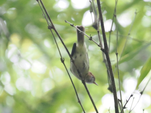 Rufous-naped Greenlet (Pachysylvia semibrunnea), photo 9