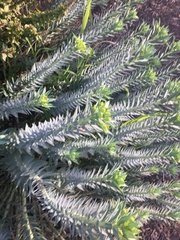 Myrsiniteae