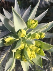 Myrsiniteae