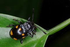 Gerstaeckerus trisignatus