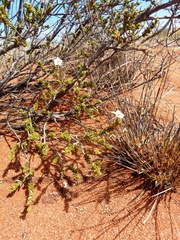 Calytrix carinata