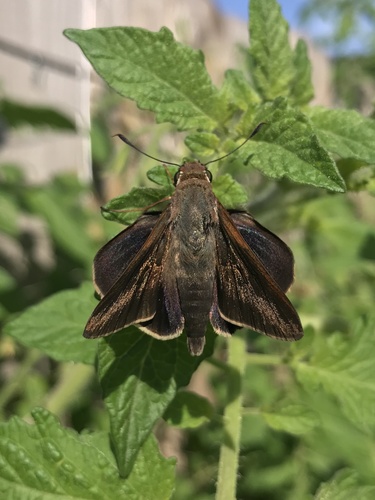 Monk Skipper