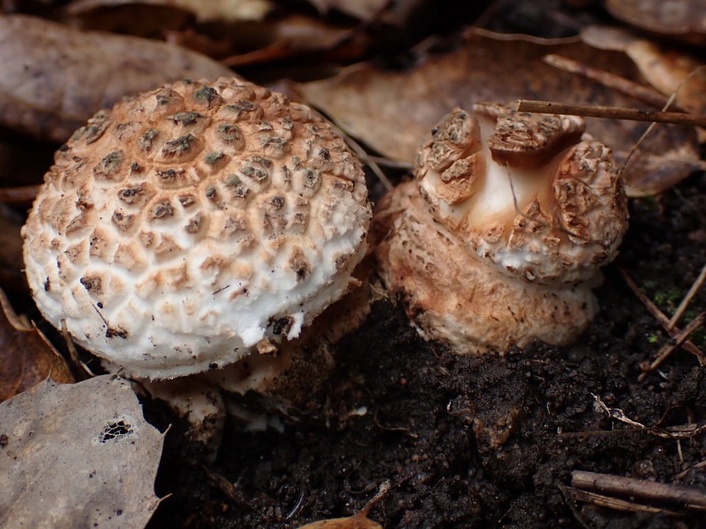 Amanita novinupta · January 2026 · photo: © north_star_naturalist (iNaturalist, cc-by)