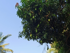 Mangifera indica