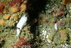 Cadlina limbaughorum