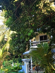 Mangifera indica