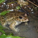 Crab-eating Frog - Photo (c) Antonio Rodríguez Arduengo, some rights reserved (CC BY-NC), uploaded by Antonio Rodríguez Arduengo