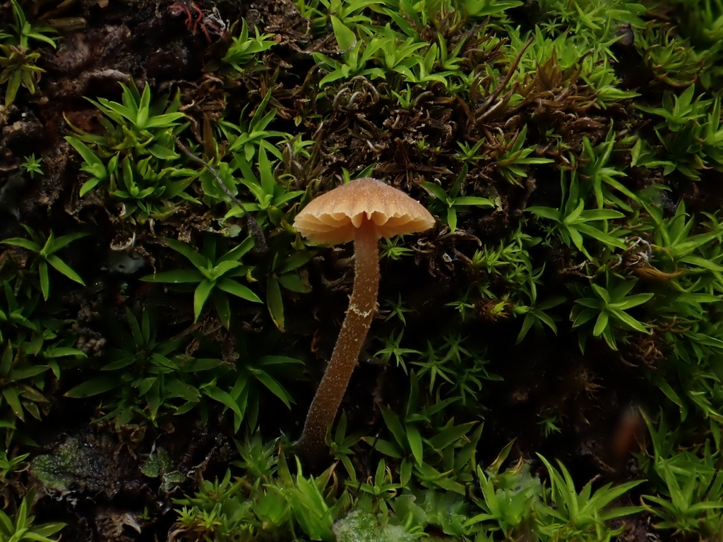 Tubaria conspersa · January 2026 · photo: © north_star_naturalist (iNaturalist, cc-by)