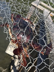 Callinectes bocourti