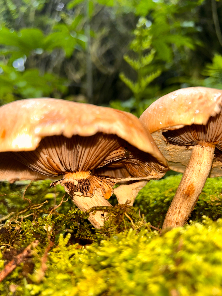 Cyclocybe parasitica · January 2026 · photo: © naomipw (iNaturalist, cc-by)