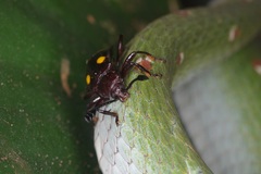 Eumorphus tetraspilotus